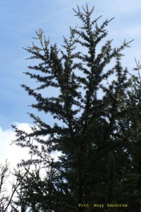 Cedrus atlantica